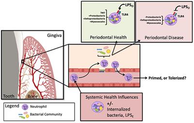 Does Oral Endotoxin Contribute to Systemic Inflammation?